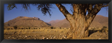 Framed Camelthorn tree (Acacia erioloba) with mountains in the background, Brandberg Mountains, Damaraland, Namib Desert, Namibia Print