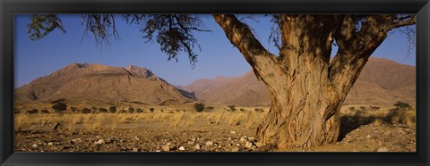 Framed Camelthorn tree (Acacia erioloba) with mountains in the background, Brandberg Mountains, Damaraland, Namib Desert, Namibia Print