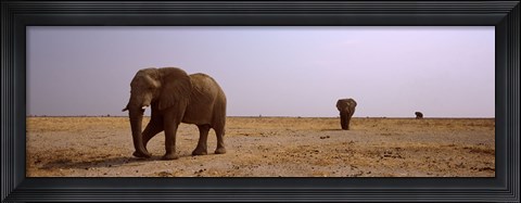 Framed Three African elephants (Loxodonta africana) bulls approaching a waterhole, Etosha National Park, Kunene Region, Namibia Print