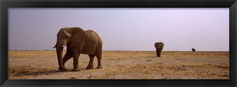 Framed Three African elephants (Loxodonta africana) bulls approaching a waterhole, Etosha National Park, Kunene Region, Namibia Print