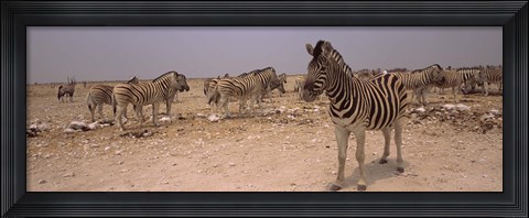 Framed Herd of Burchell&#39;s zebras (Equus quagga burchelli) in a field, Etosha National Park, Kunene Region, Namibia Print