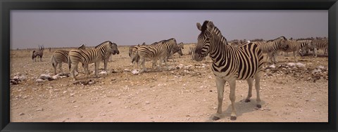 Framed Herd of Burchell&#39;s zebras (Equus quagga burchelli) in a field, Etosha National Park, Kunene Region, Namibia Print