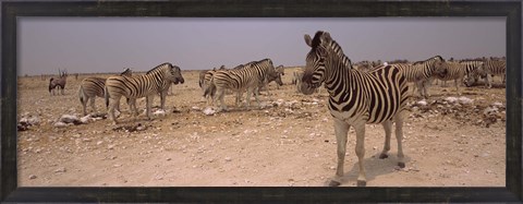 Framed Herd of Burchell&#39;s zebras (Equus quagga burchelli) in a field, Etosha National Park, Kunene Region, Namibia Print