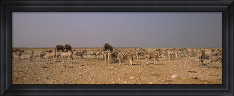 Framed Herd of Burchell&#39;s zebras (Equus quagga burchelli) with elephants in a field, Etosha National Park, Kunene Region, Namibia Print