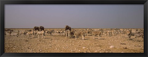 Framed Herd of Burchell&#39;s zebras (Equus quagga burchelli) with elephants in a field, Etosha National Park, Kunene Region, Namibia Print
