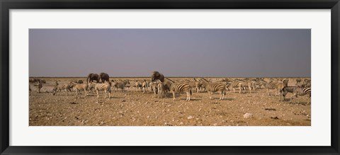 Framed Herd of Burchell&#39;s zebras (Equus quagga burchelli) with elephants in a field, Etosha National Park, Kunene Region, Namibia Print