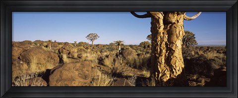 Framed Quiver tree (Aloe dichotoma) growing in a desert, Namibia Print