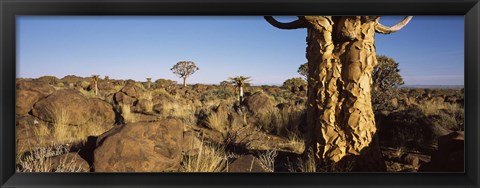 Framed Quiver tree (Aloe dichotoma) growing in a desert, Namibia Print