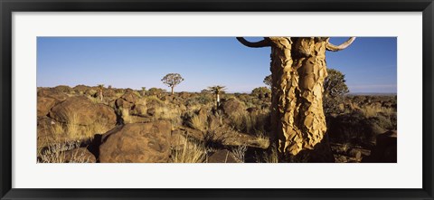 Framed Quiver tree (Aloe dichotoma) growing in a desert, Namibia Print