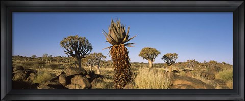 Framed Different Aloe species growing amongst the rocks at the Quiver tree (Aloe dichotoma) forest, Namibia Print