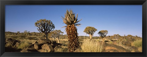 Framed Different Aloe species growing amongst the rocks at the Quiver tree (Aloe dichotoma) forest, Namibia Print