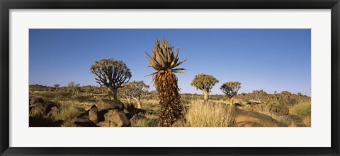 Framed Different Aloe species growing amongst the rocks at the Quiver tree (Aloe dichotoma) forest, Namibia Print