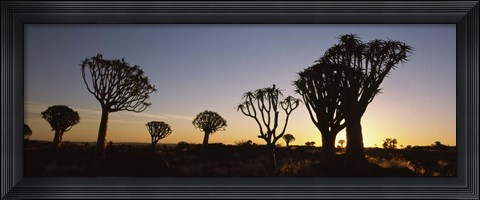 Framed Silhouette of Quiver trees (Aloe dichotoma) at sunset, Namibia Print