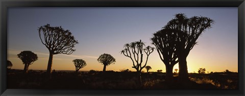 Framed Silhouette of Quiver trees (Aloe dichotoma) at sunset, Namibia Print