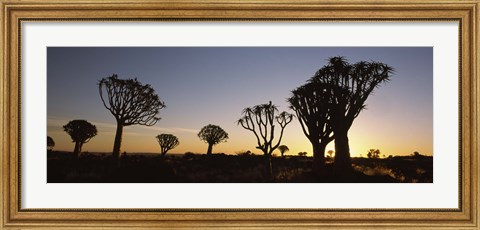 Framed Silhouette of Quiver trees (Aloe dichotoma) at sunset, Namibia Print