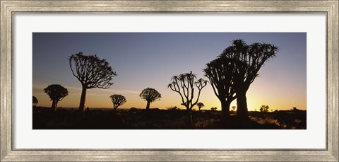 Framed Silhouette of Quiver trees (Aloe dichotoma) at sunset, Namibia Print