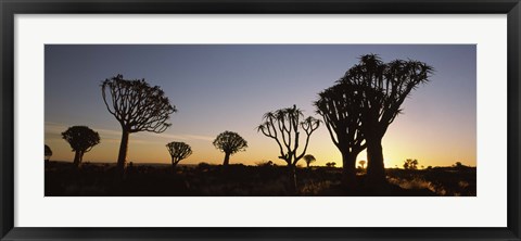 Framed Silhouette of Quiver trees (Aloe dichotoma) at sunset, Namibia Print