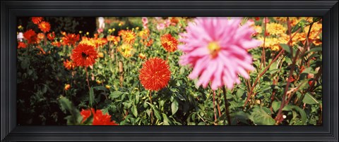 Framed Dahlia flowers in a park, Stuttgart, Baden-Wurttemberg, Germany Print