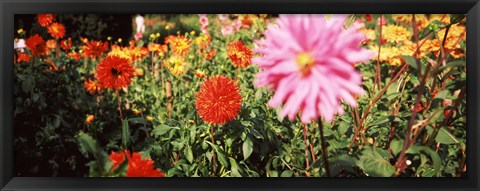 Framed Dahlia flowers in a park, Stuttgart, Baden-Wurttemberg, Germany Print