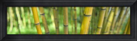 Framed Close-up of bamboo, California, USA Print