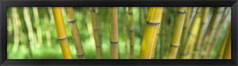 Framed Close-up of bamboo, California, USA Print