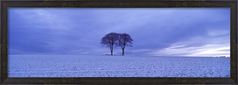 Framed Twin trees in a snow covered landscape, Warter Wold, Warter, East Yorkshire, England Print