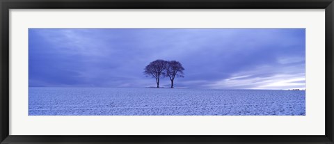 Framed Twin trees in a snow covered landscape, Warter Wold, Warter, East Yorkshire, England Print