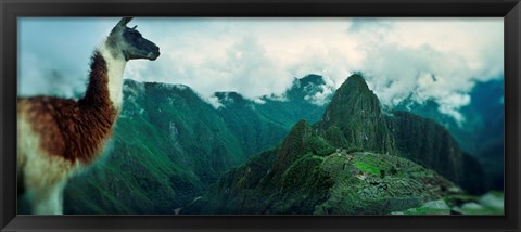 Framed Alpaca (Vicugna pacos) on a mountain with an archaeological site in the background, Inca Ruins, Machu Picchu, Cusco Region, Peru Print