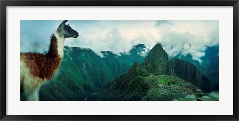 Framed Alpaca (Vicugna pacos) on a mountain with an archaeological site in the background, Inca Ruins, Machu Picchu, Cusco Region, Peru Print