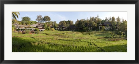 Framed Rice fieldst, Chiang Mai, Thailand Print