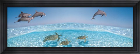 Framed Bottlenose Dolphin Jumping While Turtles Swimming Under Water Print