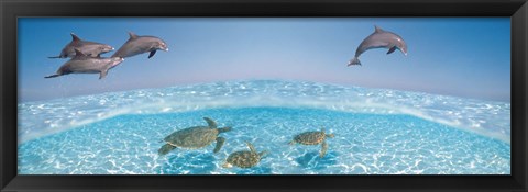 Framed Bottlenose Dolphin Jumping While Turtles Swimming Under Water Print