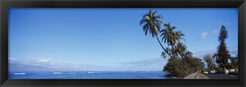 Framed Palm trees on the coast, Lahaina, Maui, Hawaii, USA Print