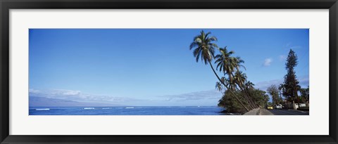 Framed Palm trees on the coast, Lahaina, Maui, Hawaii, USA Print