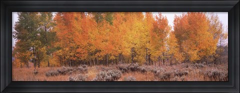 Framed Jackson Hole in Autumn Print