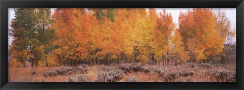 Framed Jackson Hole in Autumn Print