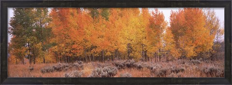 Framed Jackson Hole in Autumn Print