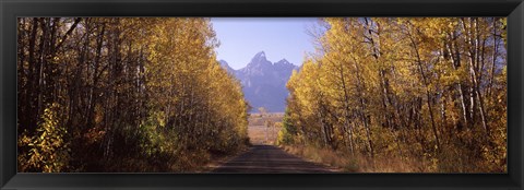 Framed Road passing through a forest, Grand Teton National Park, Teton County, Wyoming, USA Print