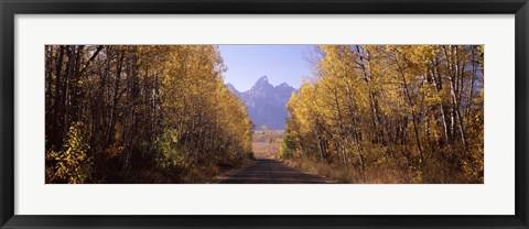 Framed Road passing through a forest, Grand Teton National Park, Teton County, Wyoming, USA Print