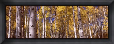 Framed Forest, Grand Teton National Park, Teton County, Wyoming, USA Print