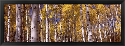 Framed Forest, Grand Teton National Park, Teton County, Wyoming, USA Print