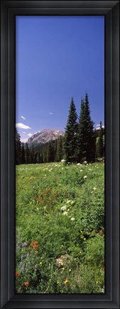 Framed Wildflowers in a forest, Crested Butte, Gunnison County, Colorado, USA Print