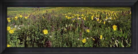 Framed Wildflowers in a field, Crested Butte, Colorado Print