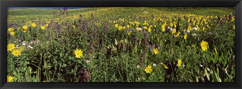 Framed Wildflowers in a field, Crested Butte, Colorado Print