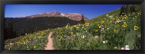 Framed Wildflowers in a field with Mountains, Crested Butte, Colorado Print