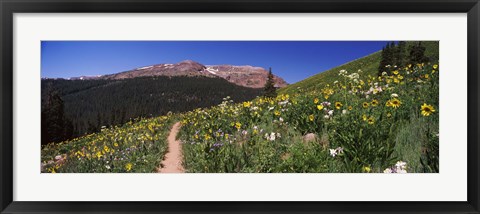 Framed Wildflowers in a field with Mountains, Crested Butte, Colorado Print