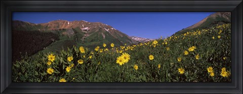 Framed Wildflowers in a forest, Kebler Pass, Crested Butte, Gunnison County, Colorado, USA Print