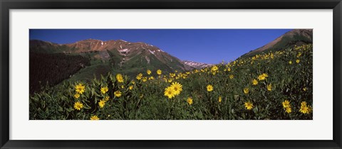 Framed Wildflowers in a forest, Kebler Pass, Crested Butte, Gunnison County, Colorado, USA Print