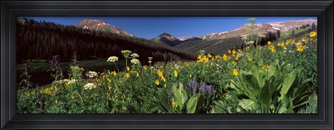 Framed Wildflowers in a forest, West Maroon Pass, Crested Butte, Gunnison County, Colorado, USA Print