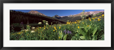 Framed Wildflowers in a forest, West Maroon Pass, Crested Butte, Gunnison County, Colorado, USA Print